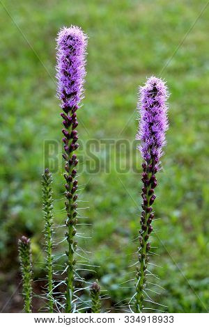 Two Tall Dense Blazing Star Or Liatris Spicata Or Prairie Gay Feather Herbaceous Perennial Flowering