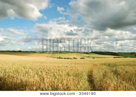 Kornmarker med skyer