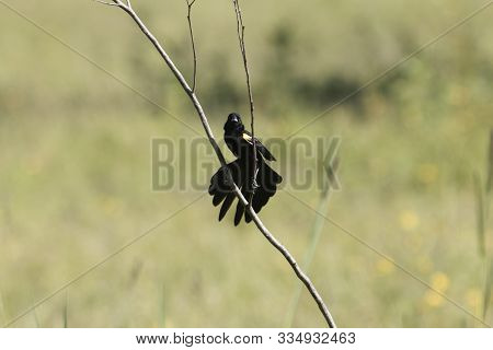 Male Yellow-mantled Widowbird, Euplectes Macroura