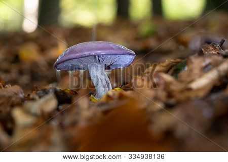 Autumn Purple Fungus With Raindrops And Splashing Water
