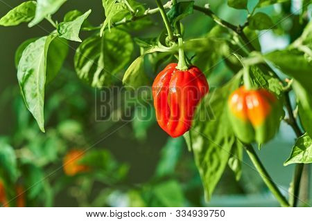 Habanero Plant Featuring Fresh, Ripe Habanero Peppers, Ready For Picking.