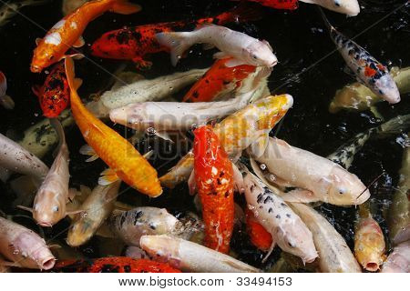 Koi-Karpfen