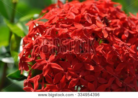 Ixora Stricta Roxb Or West Indian Jasmine, Red West Indian Jasmine