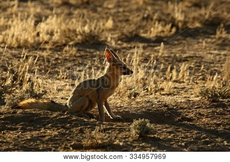 Cape Fox (vulpes Chama) Sitting On The Sand In Kalahari Desert. Cape Fox In Evening Sun With Dry Yel