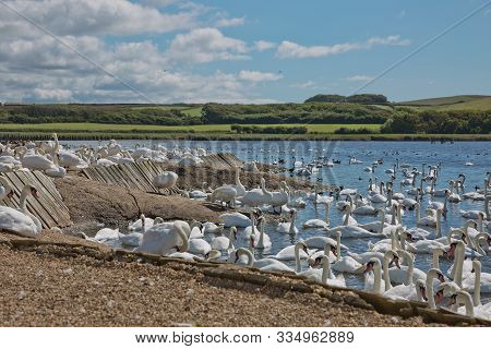 Flock Of Swans During Feeding Time At Abbotsbury Swannery In Dorset, United Kingdom