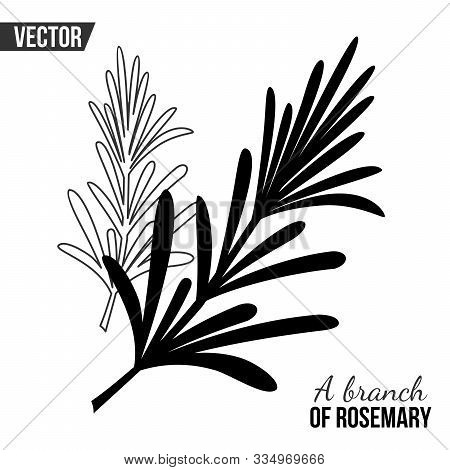 Vector Drawing With A Sprig Of Rosemary
