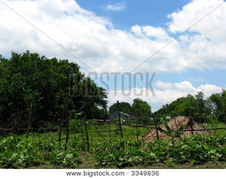 Nipa Hut