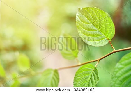 Grape Leaves In Vineyard. Green Vine Leaves At Sunny September Day. Soon Autumn Harvest Of Grapes Fo