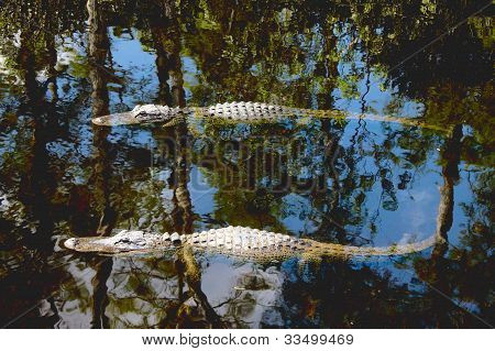 American Alligators (Alligator Mississippiensis)
