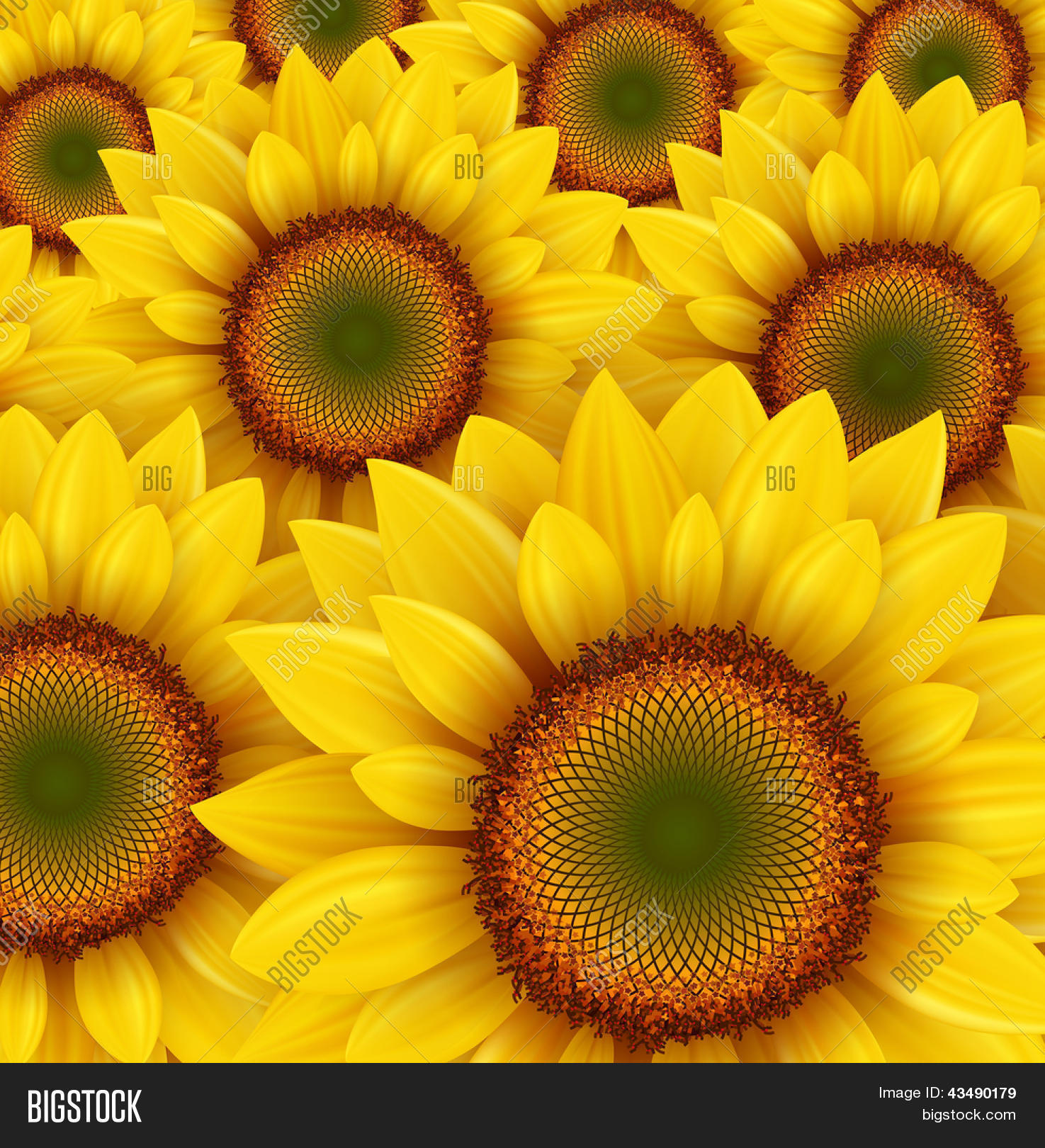 Sunflower Field Vector & Photo (Free Trial) Bigstock