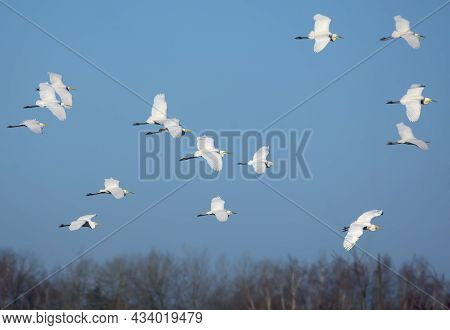 Big Flock Of Soaring Great White Egrets (ardea Alba) In Flight Over Clear Blue Sky In Spring