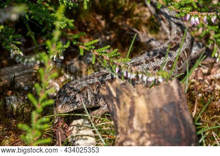 The Sand Lizard A Voracious Reptile On A Summer Between The Heath At The National Park The High Velu