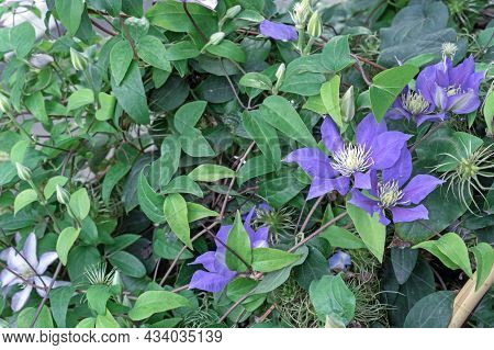 Purple Clematis Patens (kamila) Flower In Outdoor Garden.