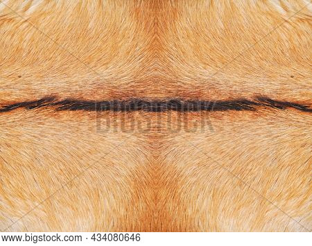 Natural Real Beige And Brown Hair Goatskin Texture