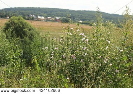 Beautiful Landscape With Pink Wildflowers. High Quality Photo