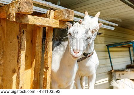 Cute Free Range Goatling On Organic Natural Eco Animal Farm Freely Grazing In Yard On Ranch Backgrou