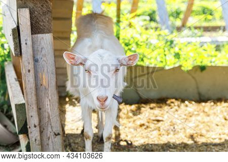 Cute Free Range Goatling On Organic Natural Eco Animal Farm Freely Grazing In Yard On Ranch Backgrou