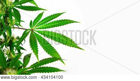 A Cannabis Bush In Bright Light With A White Background. Medicinal Marijuana Leaves Of The Jack Here