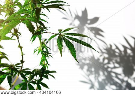 A Cannabis Bush In Bright Light With A White Background With A Shadow. Medicinal Marijuana Leaves Of