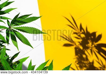 A Cannabis Bush In Bright Light With A White And Yellow Background With A Shadow. Medicinal Marijuan