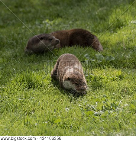 Beautiful Colorful Close Up Portrait Of Otter Mustelidae Lutrinae On Riverbank In Late Summer