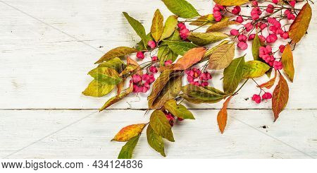 Wreath From Euonymus Europaeus A White Wooden Background