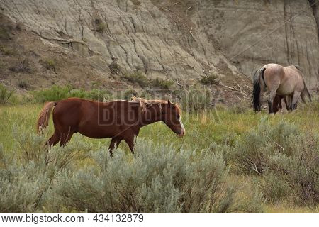 Beautiful Grazing And Roaming Herd Of Wild Spanish Mustang Horses.