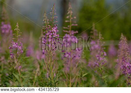 Lewis Monkeyflower Blooms Throughout Alpine Meadow In Grand Teton National Park