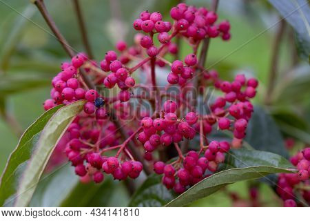 Clusters Of Red Seeds Of The Viburnum Plicatum Tree