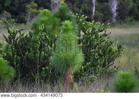 Little Longleaf Pine Tree In A Grass Field