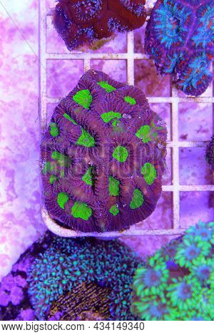 Tricolor Goniastrea Lps Coral - (goniastrea Sp.)
