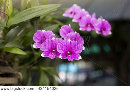 Purple Dendrobium Sonia Or Orchid Flower Bouquet Bloom In The Garden On Blur Nature Background.