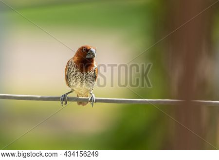 Scaly Breasted Munia Bird Sitting On A Cable On Green Blurry Background