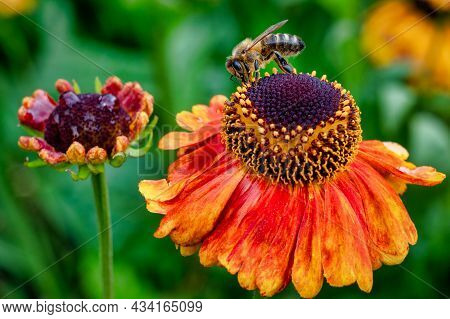Close Up Of A Honey Bee Looking For Nectar On An Orabg Floweer