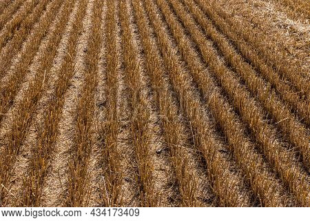 Stubble In The Field After Harvest. Cut Stalks Of Cereals In The Field. Slender Rows Of Grain Crops