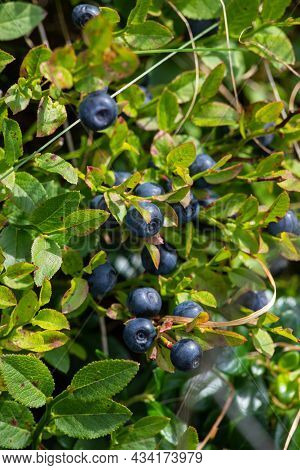 Bush Of A Ripe Bilberry Closeup. Bush Berries High In The Mountains.