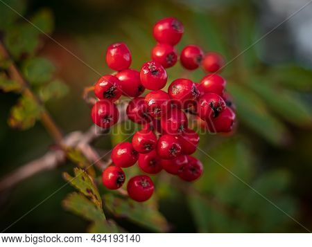 Close-up Of A Mountain Ash Red Fruits On The Tree. Autumnal Colours.
Blurred Background.