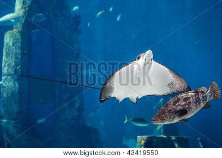 Manta ray plovoucí pod vodou mimo jiné ryby