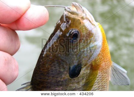 Bluegill brasen
