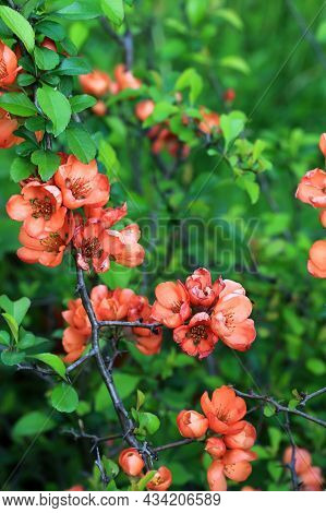 Flowering Quince Japanese Garden Spring Background With Soft Selective Focus