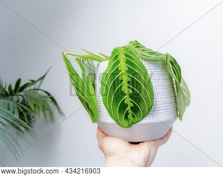 Prayer Plant Maranta Leuconeura Lemon Lime In A Flower Pot Held By A Caucasian Hand Against A White 