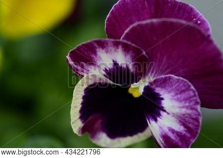 Pancy Very Pretty Colorful Garden Flower Close Up