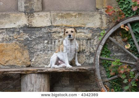 Cane si siede su una panchina