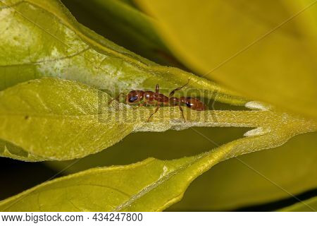 Adult Red Twig Ant Of The Genus Pseudomyrmex