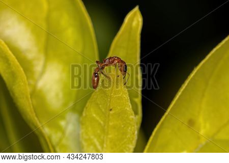 Adult Red Twig Ant Of The Genus Pseudomyrmex