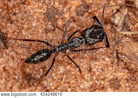 Adult Trap-jaw Ant Of The Genus Odontomachus
