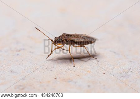 Adult True Bug Of The Suborder Heteroptera