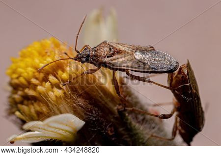 Adult True Bug Of The Suborder Heteroptera