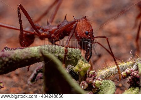 Atta Leaf-cutter Ant Of The Genus Atta