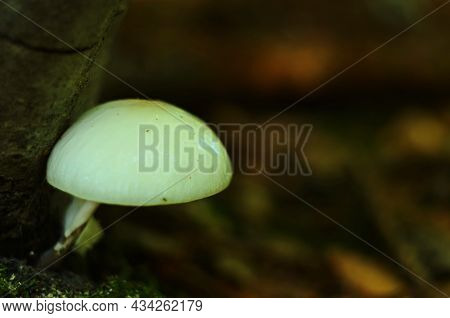Porcelain Fungus Oudemansiella Mucida On A Beech Tree